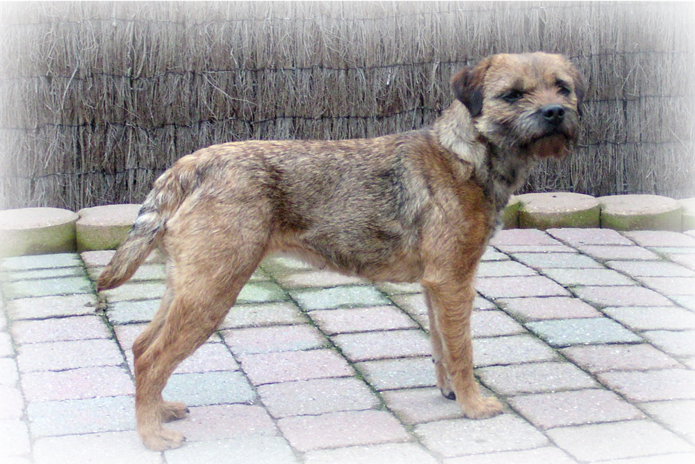 border terrier