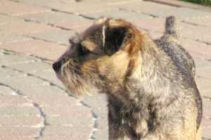 Orris