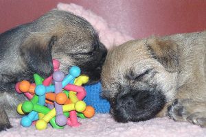 vorige nesten: van geboorte tot 4 weken border terriër pups