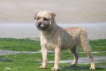 Wheaten
