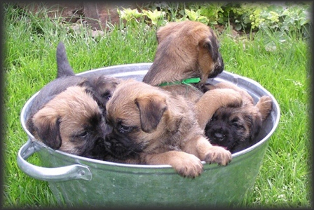 border terrier pups
