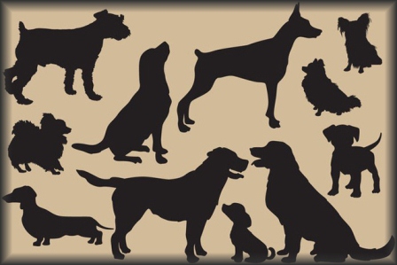 raskeuze border terriers