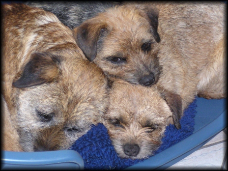 border terriers of lightning spot